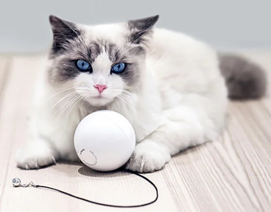 Electric Feline Fun Wand