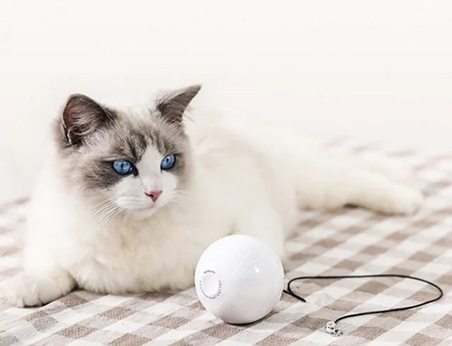 Electric Feline Fun Wand